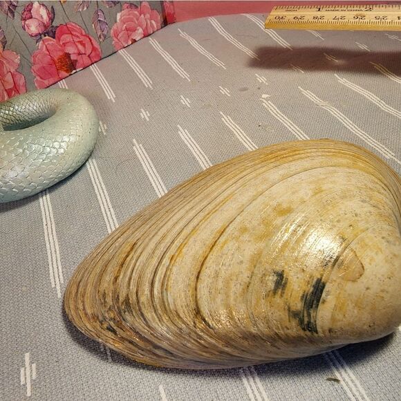 DECOUPAGE CLAM SHELL DECOUPAGE FLOWERS 💐 ON A CLAM SHELL TRINKET DISH - Picture 10 of 10